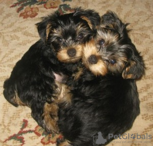 Photo №1. yorkshire terrier - for sale in the city of Амстердам | negotiated | Announcement № 18644