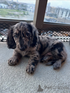 Photo №1. dachshund - for sale in the city of Hamburg | negotiated | Announcement № 144429