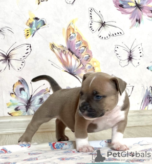 Photo №2 to announcement № 14698 for the sale of american bully - buy in Russian Federation from nursery