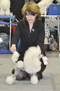 Photo №3. Puppy of the Miniature poodle (32 cm) is on sale. Russian Federation