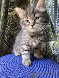 Photo №1. siberian cat - for sale in the city of Baden Baden | 329$ | Announcement № 150513