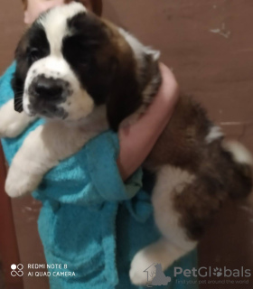 Photo №2 to announcement № 15338 for the sale of st. bernard - buy in Belarus private announcement