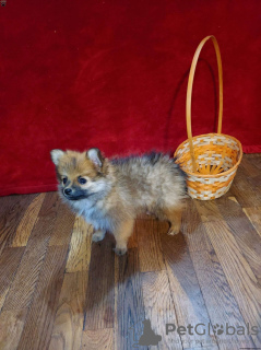 Additional photos: *Outstanding* pomeranian puppies for sale