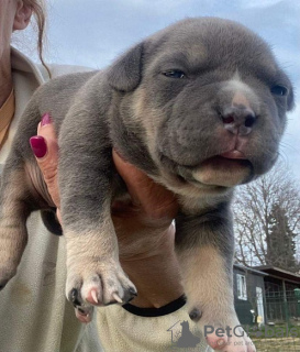 Photo №1. american bully - for sale in the city of Mladenovac | negotiated | Announcement № 93078