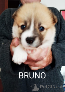 Photo №2 to announcement № 141396 for the sale of welsh corgi - buy in Serbia 