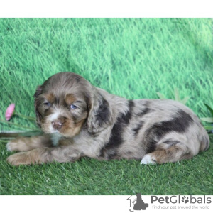 Photo №2 to announcement № 45705 for the sale of american cocker spaniel - buy in Colombia private announcement