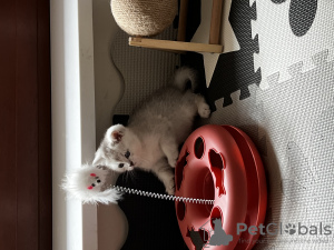 Additional photos: British shorthair silver chinchillas are offered for reserve