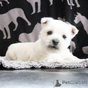 Photo №2 to announcement № 164584 for the sale of west highland white terrier - buy in United States private announcement