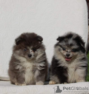 Additional photos: Pomeranian Spitz puppies