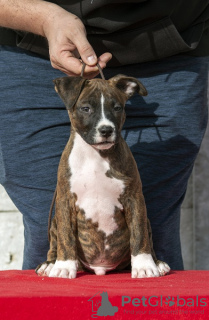 Additional photos: American Staffordshire Terrier puppies of international origin