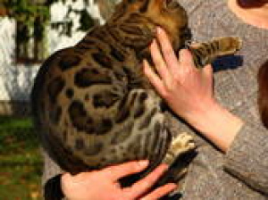 Photo №1. bengal cat - for sale in the city of Riga | 775$ | Announcement № 501