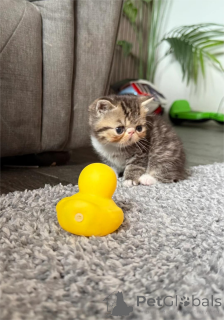 Photo №1. exotic shorthair - for sale in the city of Karsdorf | 329$ | Announcement № 153858