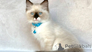 Photo №2 to announcement № 137227 for the sale of siamese cat - buy in Germany breeder