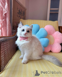 Photo №1. ragdoll - for sale in the city of Alsdorf | 706$ | Announcement № 152721