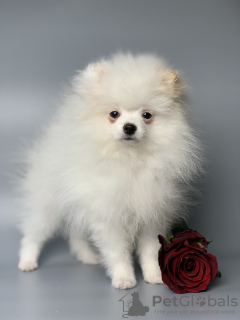 Additional photos: Pomeranian Spitz puppies.