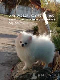 Photo №2 to announcement № 13944 for the sale of pomeranian - buy in Ukraine breeder