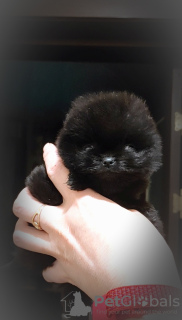 Photo №2 to announcement № 90432 for the sale of pomeranian - buy in Belarus breeder