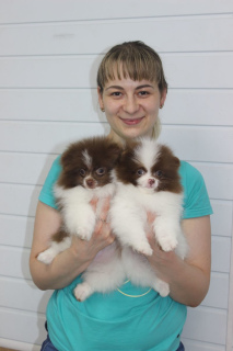 Photo №1. german spitz - for sale in the city of Zlatoust | Negotiated | Announcement № 5511