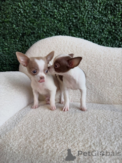 Photo №1. chihuahua - for sale in the city of Munich | negotiated | Announcement № 167155