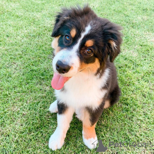 Photo №1. australian shepherd - for sale in the city of Karlovy Vary | 370$ | Announcement № 80532