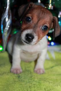 Photo №3. Jack Russell Terrier. Russian Federation