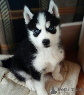 Photo №1. siberian husky - for sale in the city of Ljubljana | negotiated | Announcement № 85274