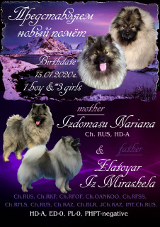 Photo №1. german spitz - for sale in the city of Omsk | Is free | Announcement № 5258