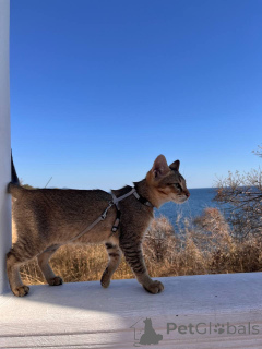 Photo №2 to announcement № 155313 for the sale of chausie - buy in Russian Federation from nursery