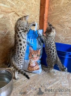 Additional photos: Savannah kittens available