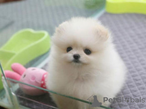 Photo №1. pomeranian - for sale in the city of Антверпен | 423$ | Announcement № 96315