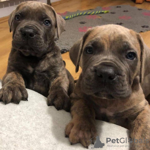 Photo №3. Cane Cstunning litter of came corso pups orso puppies For Adoption. United States