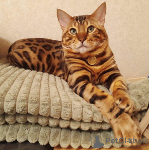 Photo №4. I will sell bengal cat in the city of Khabarovsk. private announcement - price - 325$