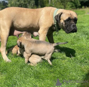 Photo №1. bullmastiff - for sale in the city of Parkano | Is free | Announcement № 131171