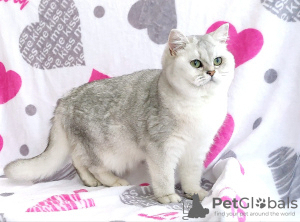 Photo №1. british shorthair - for sale in the city of Mogilyov | 1144$ | Announcement № 30214