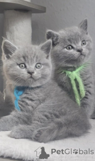 Photo №1. british shorthair - for sale in the city of Zwolle | Is free | Announcement № 164977