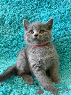 Photo №4. I will sell british shorthair in the city of Brest.  - price - 581$