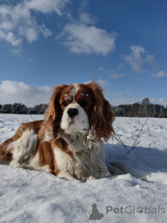 Photo №1. Mating service - breed: cavalier king charles spaniel. Price - negotiated