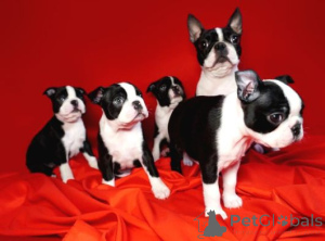 Photo №1. boston terrier - for sale in the city of Pertunmaa | negotiated | Announcement № 162110