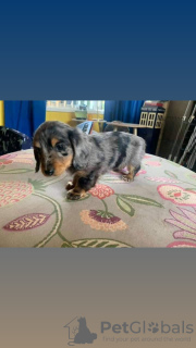 Photo №3. Dachshund puppies available now for sale. Germany