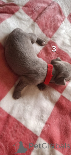 Photo №4. I will sell chihuahua in the city of Гамбург.  - price - 847$