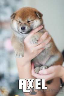 Photo №2 to announcement № 36766 for the sale of shiba inu - buy in Belarus from nursery, breeder