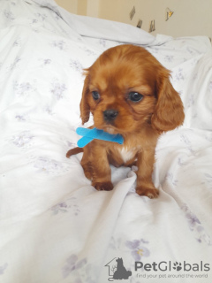 Photo №1. cavalier king charles spaniel - for sale in the city of Illinois City | 400$ | Announcement № 100363