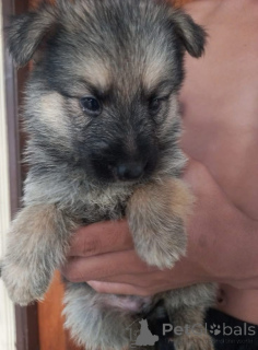 Photo №3. Amazing Germany shepherd puppies looking For a Good Homes. Germany