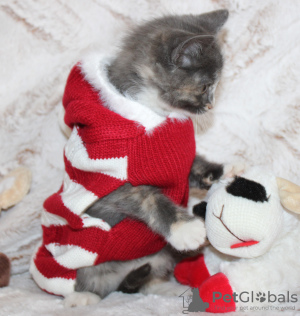 Photo №2 to announcement № 80908 for the sale of domestic cat - buy in United States private announcement