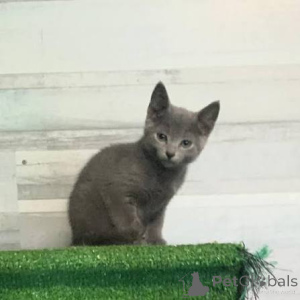 Photo №1. russian blue - for sale in the city of Krupki | negotiated | Announcement № 173600