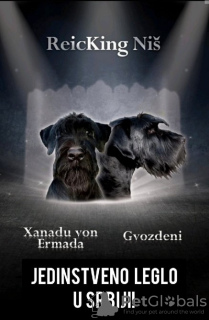 Photo №1. schnauzer - for sale in the city of Belgrade | negotiated | Announcement № 124865