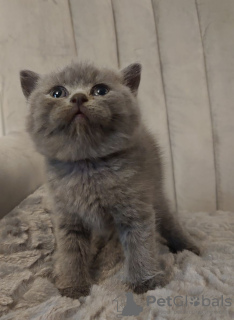 Photo №2 to announcement № 81226 for the sale of british shorthair - buy in France private announcement