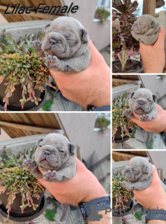 Additional photos: Exotic french bulldog puppies