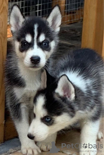 Photo №1. siberian husky - for sale in the city of Helppi | 370$ | Announcement № 96960