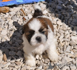 Photo №1. shih tzu - for sale in the city of Hannover | Is free | Announcement № 130320